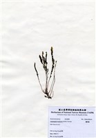 藏品(蘆筍藻)的圖片